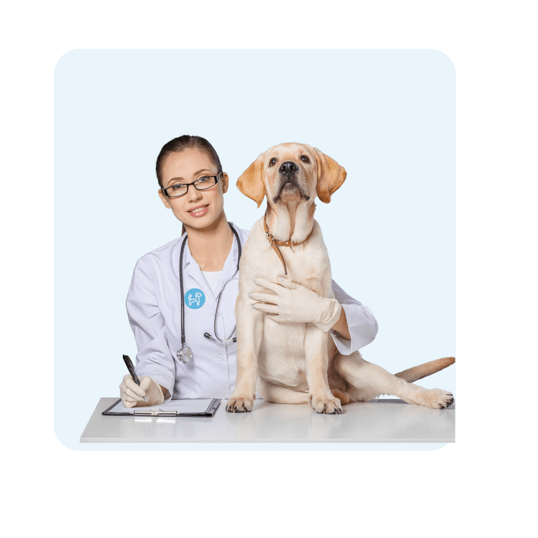 la mejor opción para tu mascota