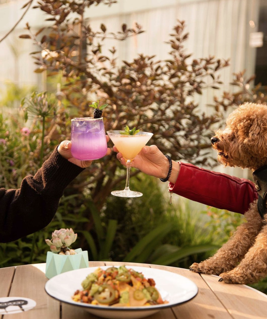 Actividades Pet Friendly wooftopcondesa