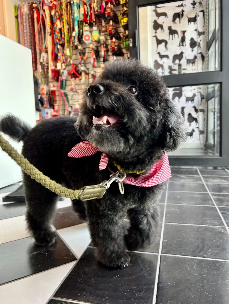 Actividades PetFriendly 