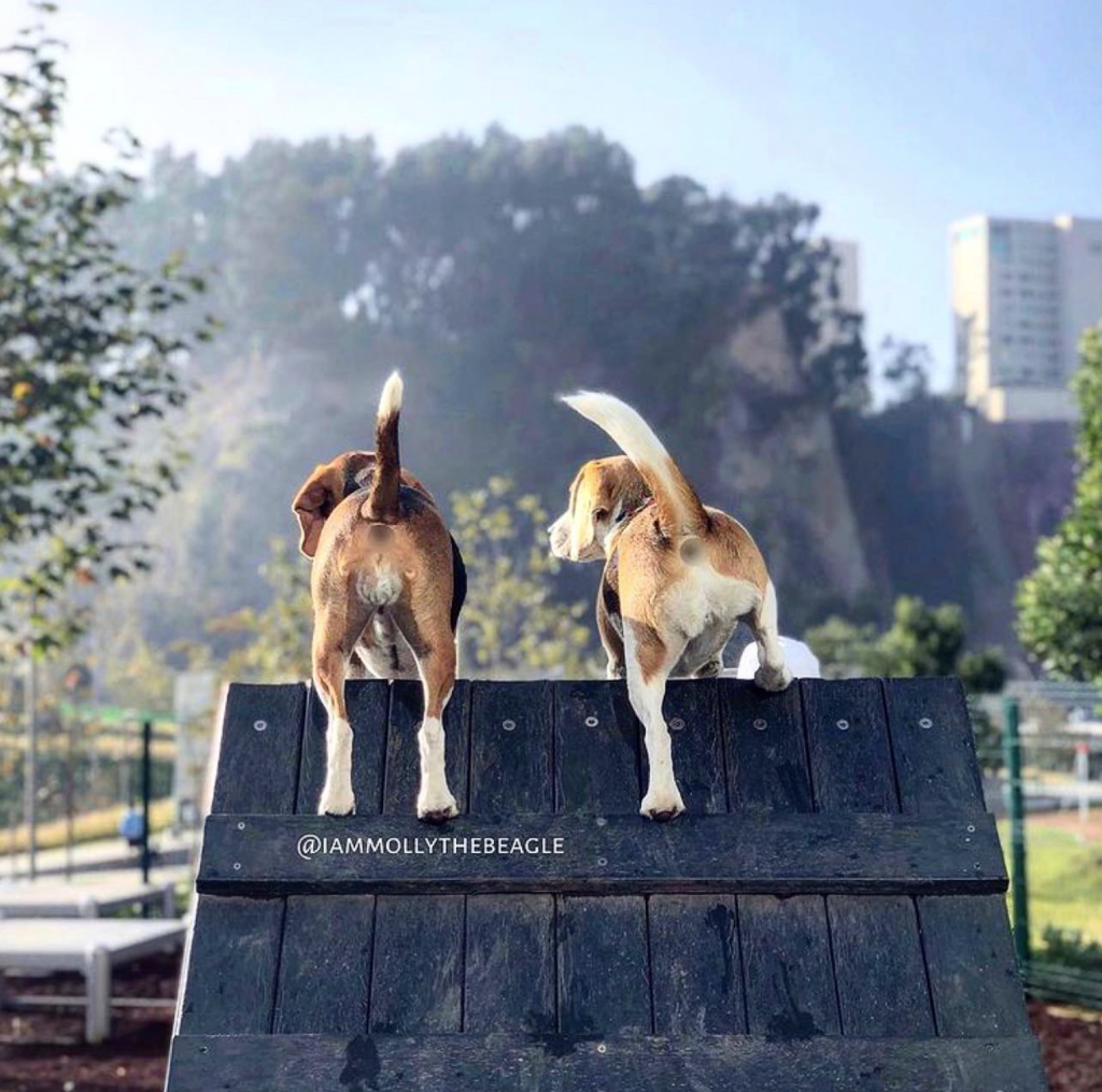 Actividades Petfriendly Foto de @iammollythebeagle