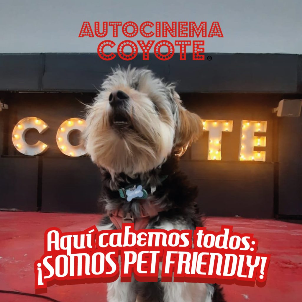 actividades pet friendly
