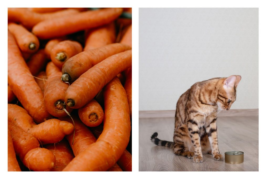 Recetas caseras y saludables para consentir a tu gato